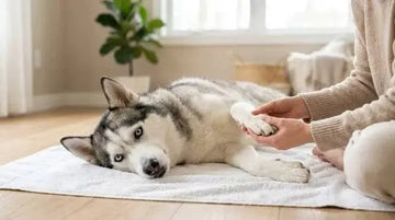pet nail trimming guide for dogs and cats at home