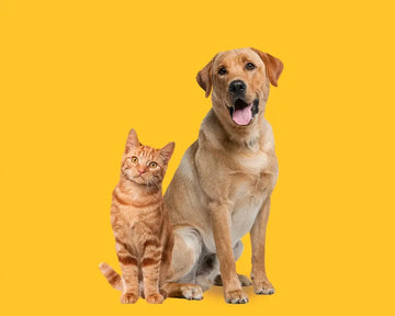 happy dog with pet supplies from an online pet store