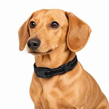 Dachshund wearing collar